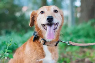 Amélie, disponível para adoção, com coleira e trela Baco