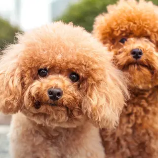 Estas são as 10 raças mais inteligentes de cães