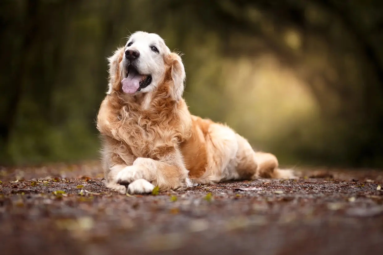 4. Golden retriever