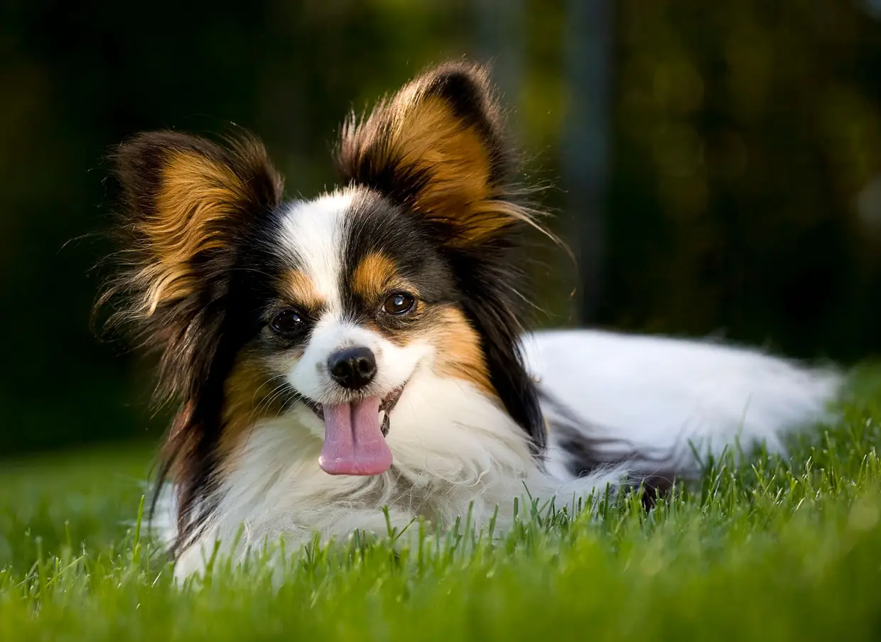 8. Spaniel anão continental