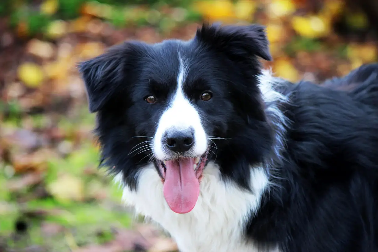 1. Border collie