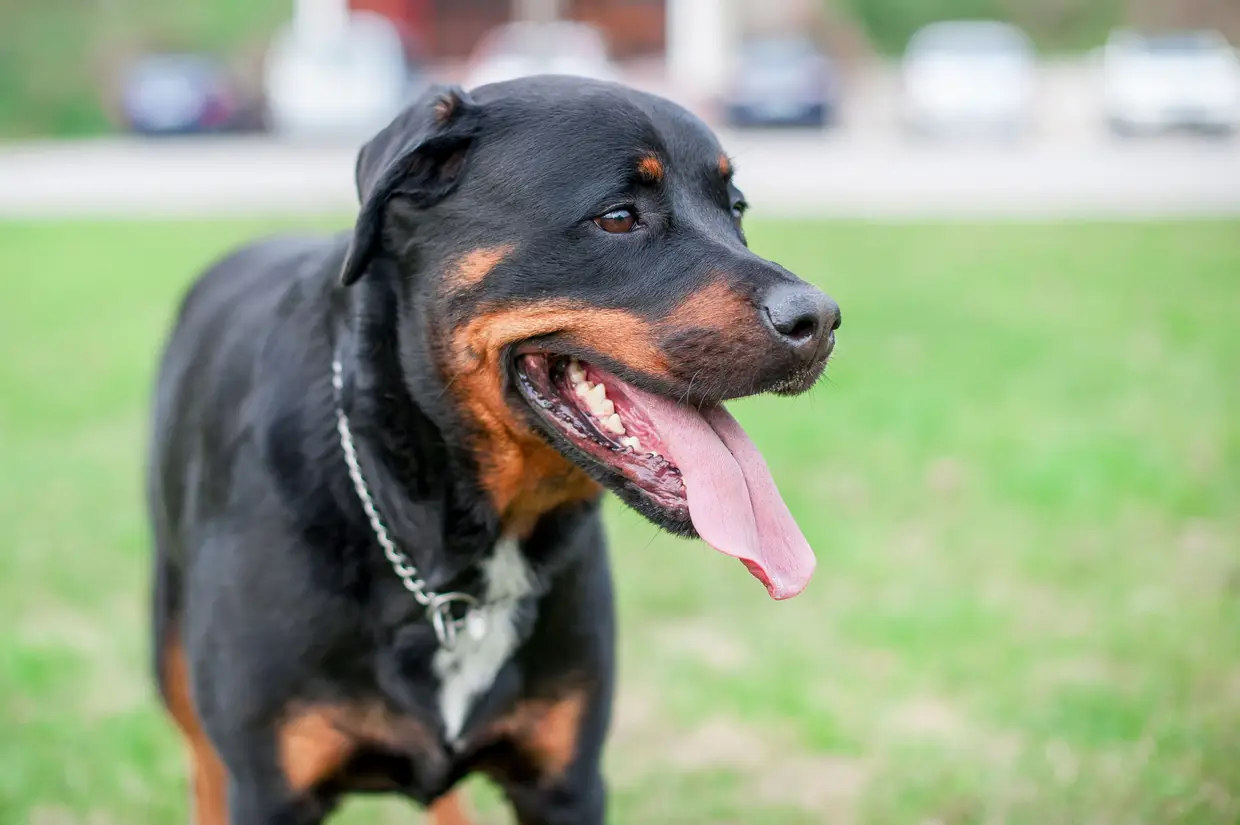9. Rottweiler