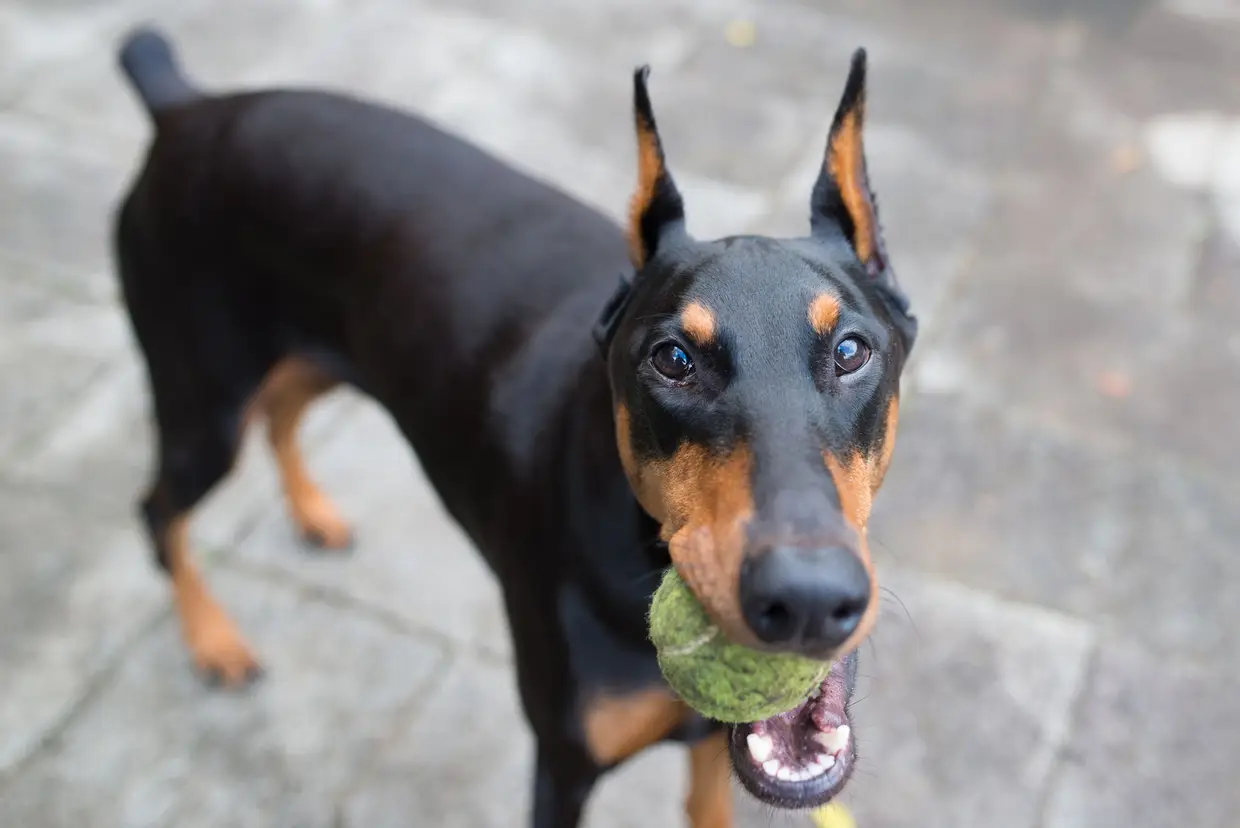 Doberman pinscher