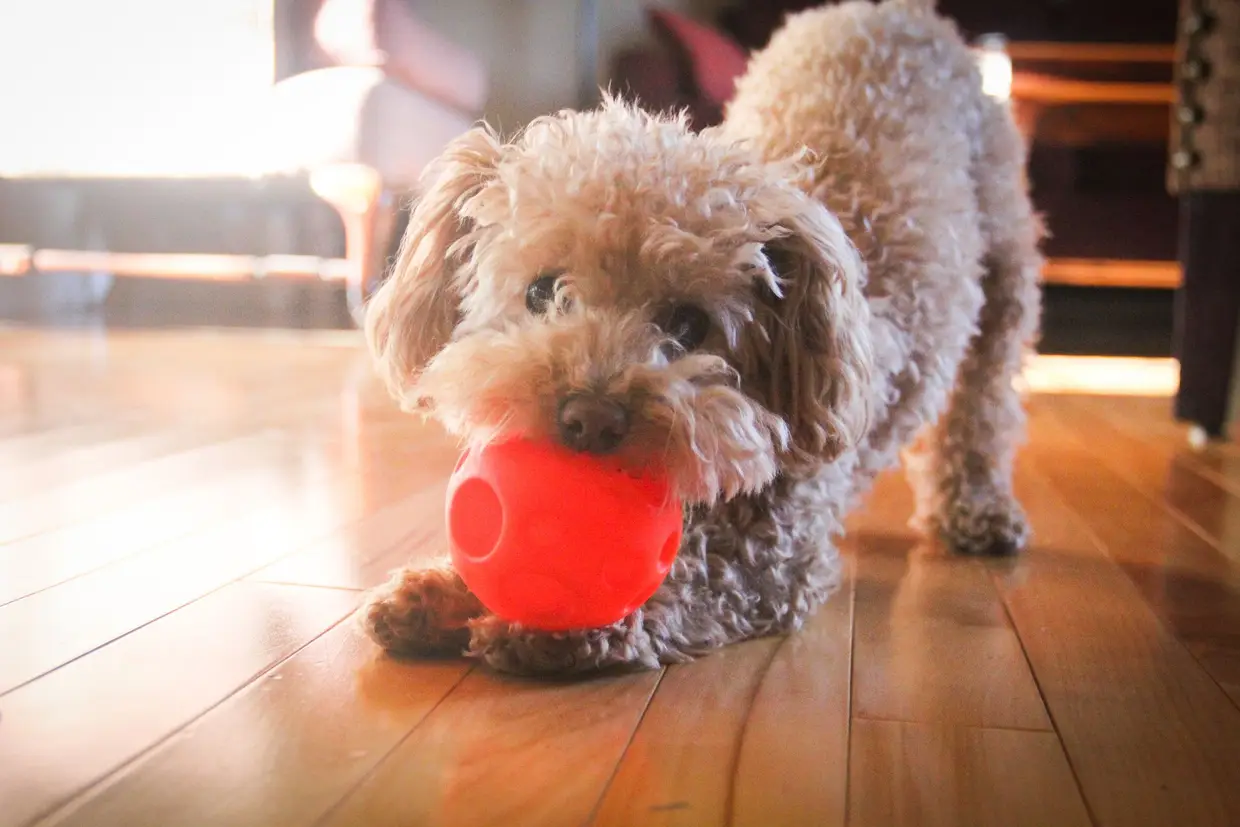 2. Caniche