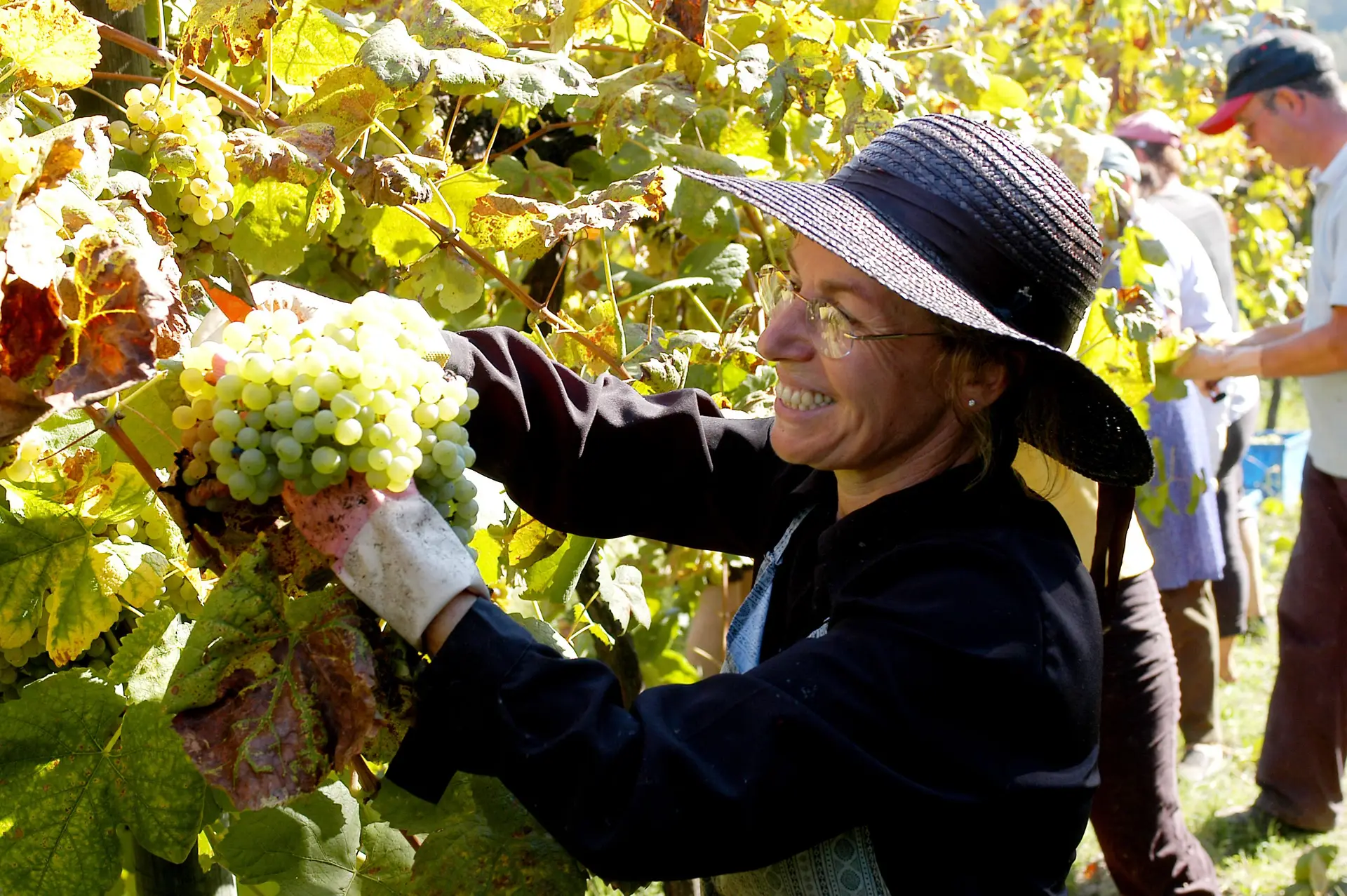 Melhores Verdes 2017: Conheça os vinhos vencedores!
