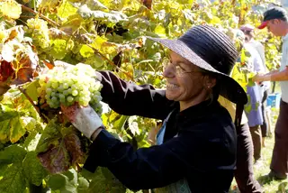 Melhores Verdes 2017: Conheça os vinhos vencedores!