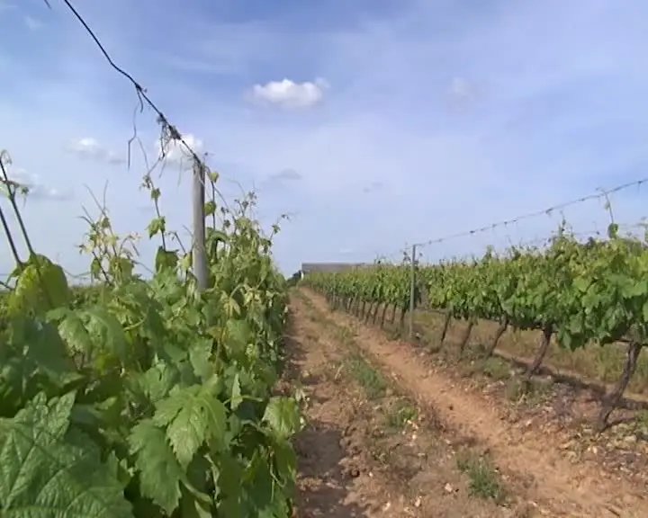 Monte da Colónia: Vinhos e azeites no Alentejo