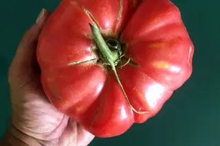 Restaurantes no Douro celebram Tomate Coração de Boi