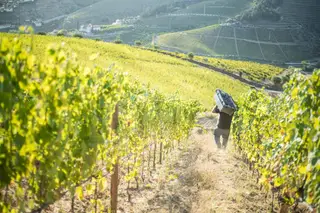 Vindimas no Douro: Pé no lagar e mão no copo