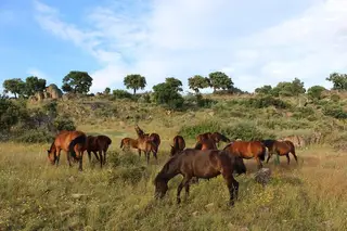 Reserva da Faia Brava: Natureza selvagem no Vale do Côa