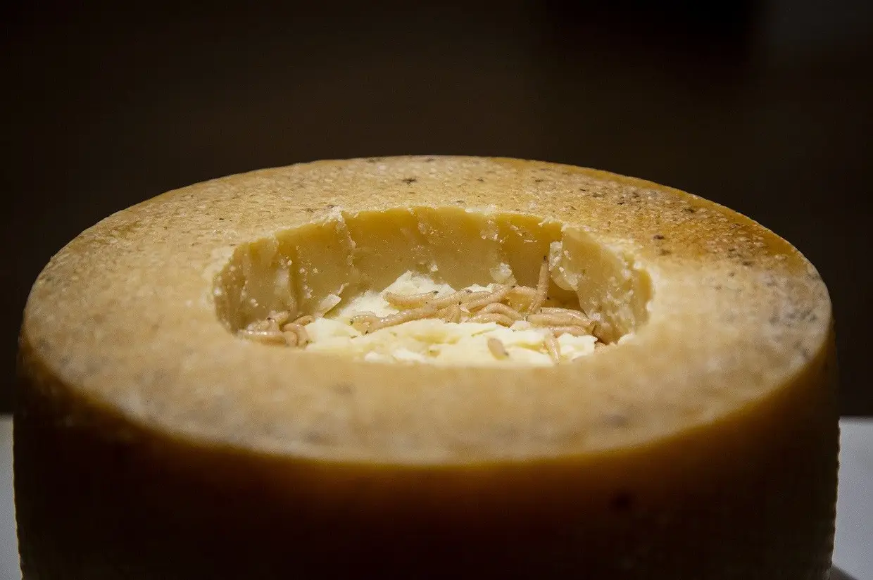Casu Marzu – Conhecido popularmente como queijo de verme, é feito com leite de ovelha e maturado com larvas vivas de mosca. É encontrado no mercado negro da Sardenha, em Itália.