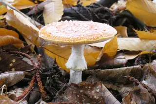 Bem-vindos ao maravilhoso (e mágico) mundo dos cogumelos!