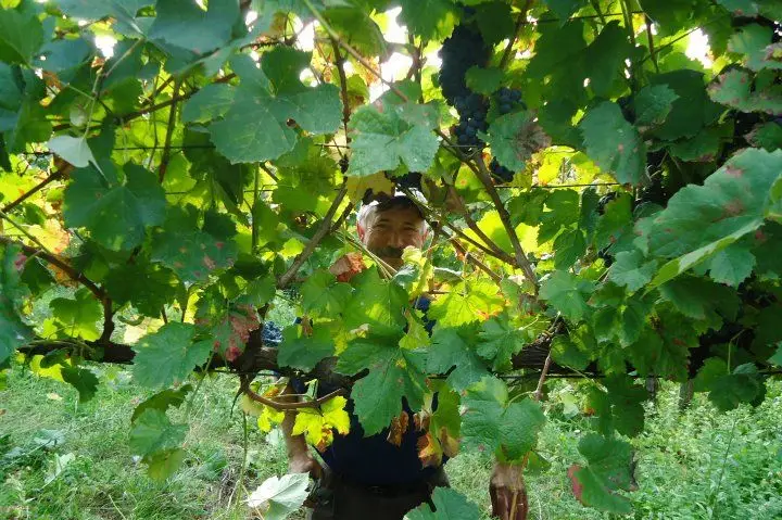 Adega Cooperativa de Guimarães: Visita à adega e vinhas, prova e venda de vinhos, possibilidade de participar na vindima são algumas possibilidades oferecidas pela Adega Cooperativa fundada em 1962. R. da Boavista, Quintã de Cima, Prazins, Guimarães. Tel. 253570055