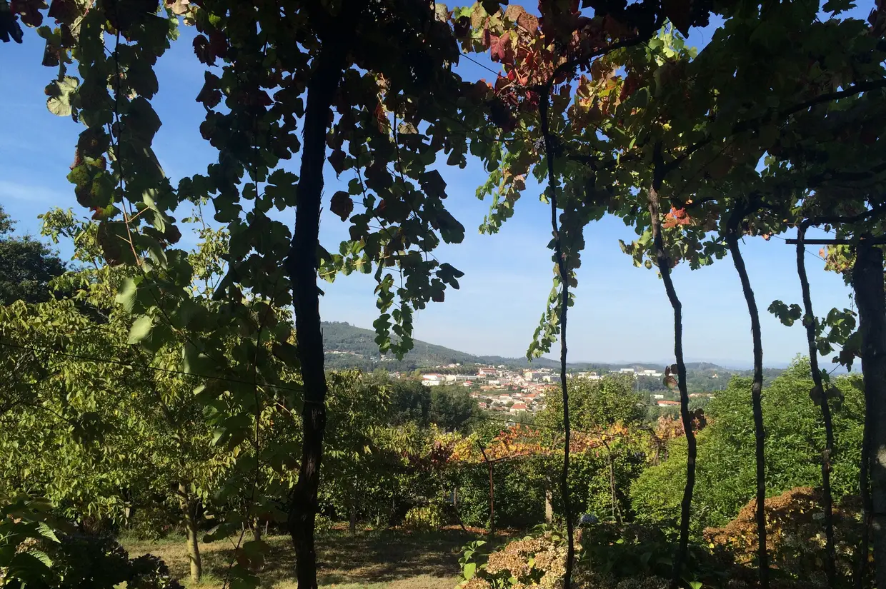 Quinta do Ermízio: Estende-se desde o Vale do Ave pela encosta até à Bouça do Saraiva, ocupando diferentes nichos ecológicos. Na Quinta do Ermíziodominam as castas Alvarinho, Loureiro e Trajadura, cultivadas segundo técnicas amigas do ambiente. Visita à adega e às vinhas e prova e venda de vinhos são as propostas do espaço que faz vindima manual e vinificação minimalista. Rua Cidade de Guimarães, 872, Ronfe, Guimarães. Tel. 253547884