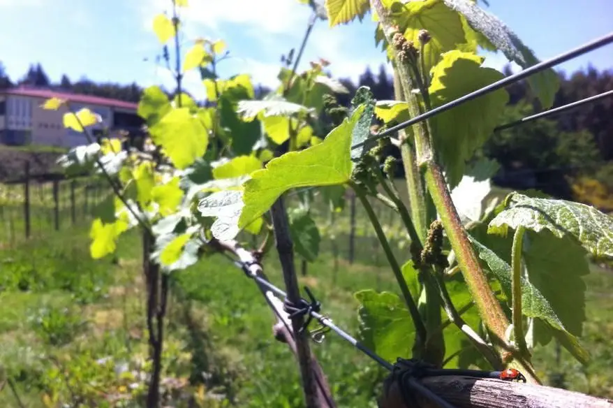 Quinta da Aveleira: Ouve-se falar das terras cultivadas da Aveleira, desde o tempo d ́El Rei D. Dinis – séc. XIV. A Aveleira foi crescendo, mas mantendo a tradição de produzir uvas tintas em bordadura. Em 4 hectares cultivam-se as castas Loureiro, Trajadura e Arinto. O solar que remonta ao séc. XI, a vinha e a adega podem ser visitados com marcação prévia. Rua Nossa Senhora de Fátima, Casa da Aveleira, Penselo, Guimarães. Tel: 916970526