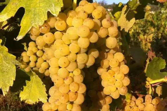 Quinta de S. Gião: Há várias gerações que se produz vinho verde nesta quinta familiar que se pode visitar, entre a adega e as vinhas. Prova e venda de néctares completam a oferta deste espaço com história. Rua do Outeirinho, 62, Moreira de Cónegos, Guimarães. Tel: 253561439