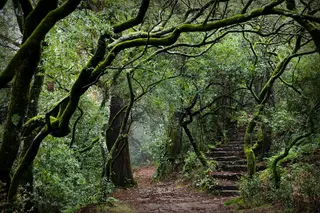 Passeio Verde: Caminhada pelo património natural da Mata do Bussaco