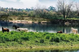 Boa Cama Boa Mesa na SIC Notícias: Santarém, o Tejo e a lezíria