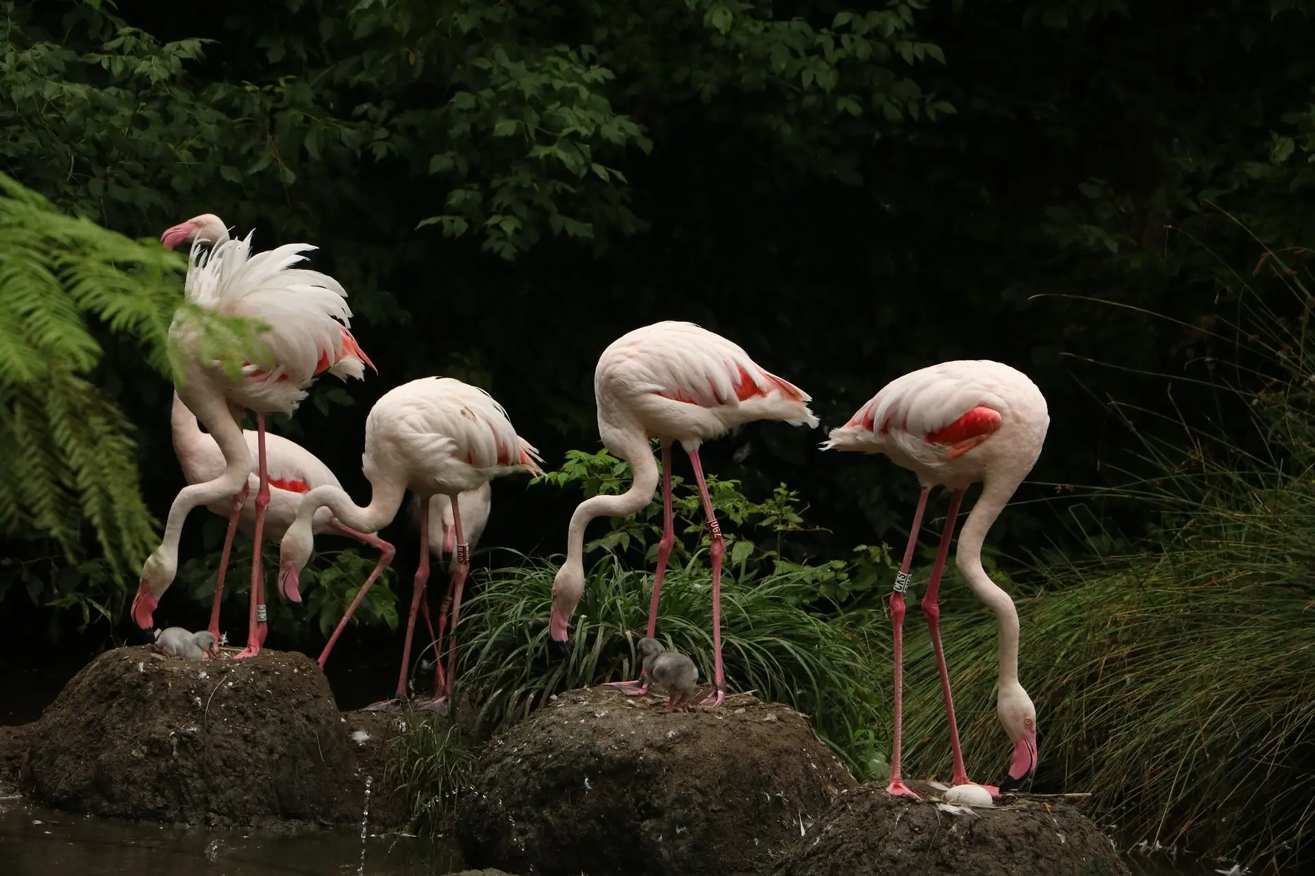 Passeio Verde: Visitar o único parque ornitológico do país!