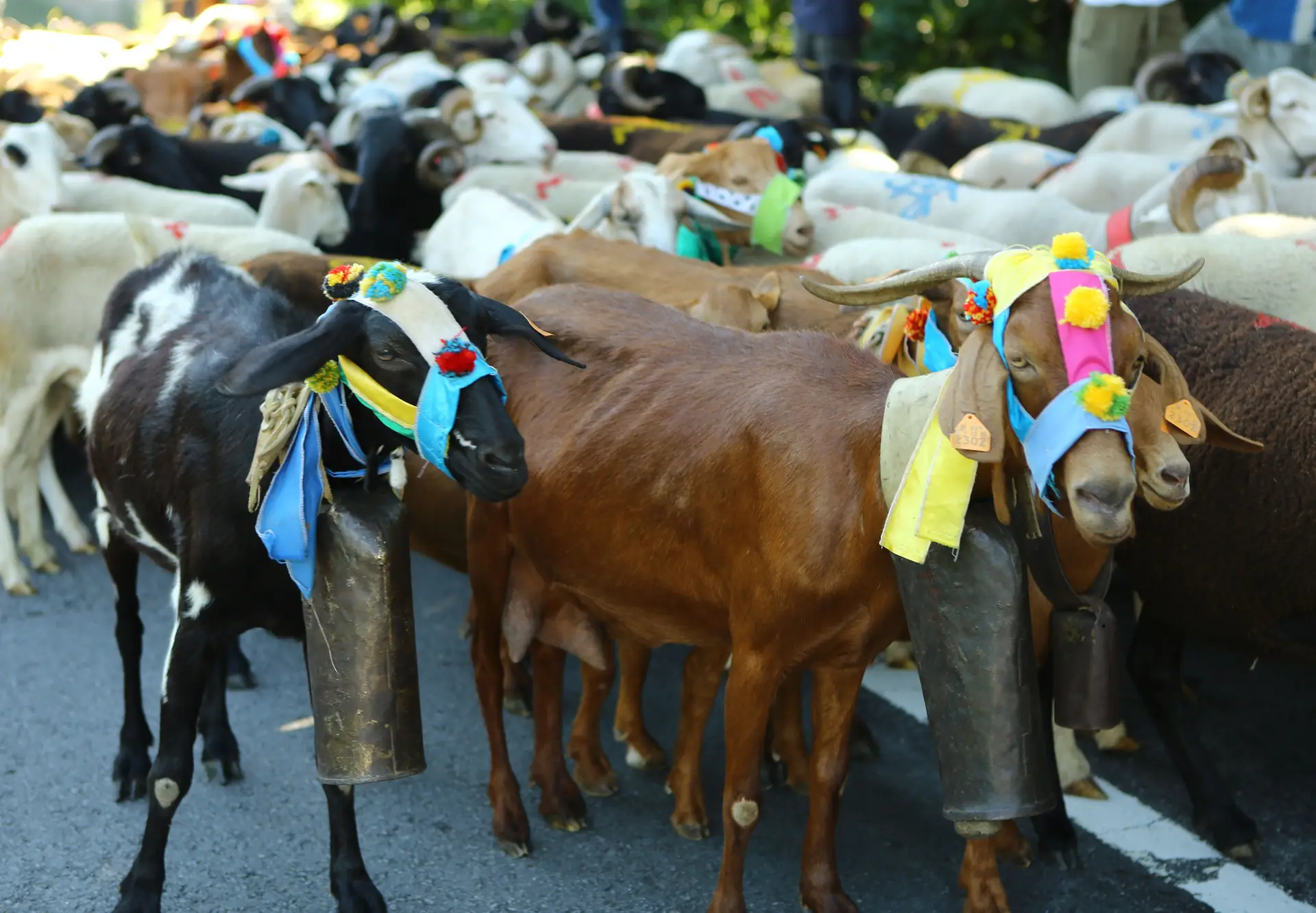 Passeio em Família: pela estrada fora, guiando os rebanhos da Última Rota da Transumância