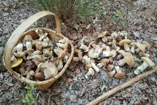 Cogumelos: uma rota de sabor e de descoberta por Portugal