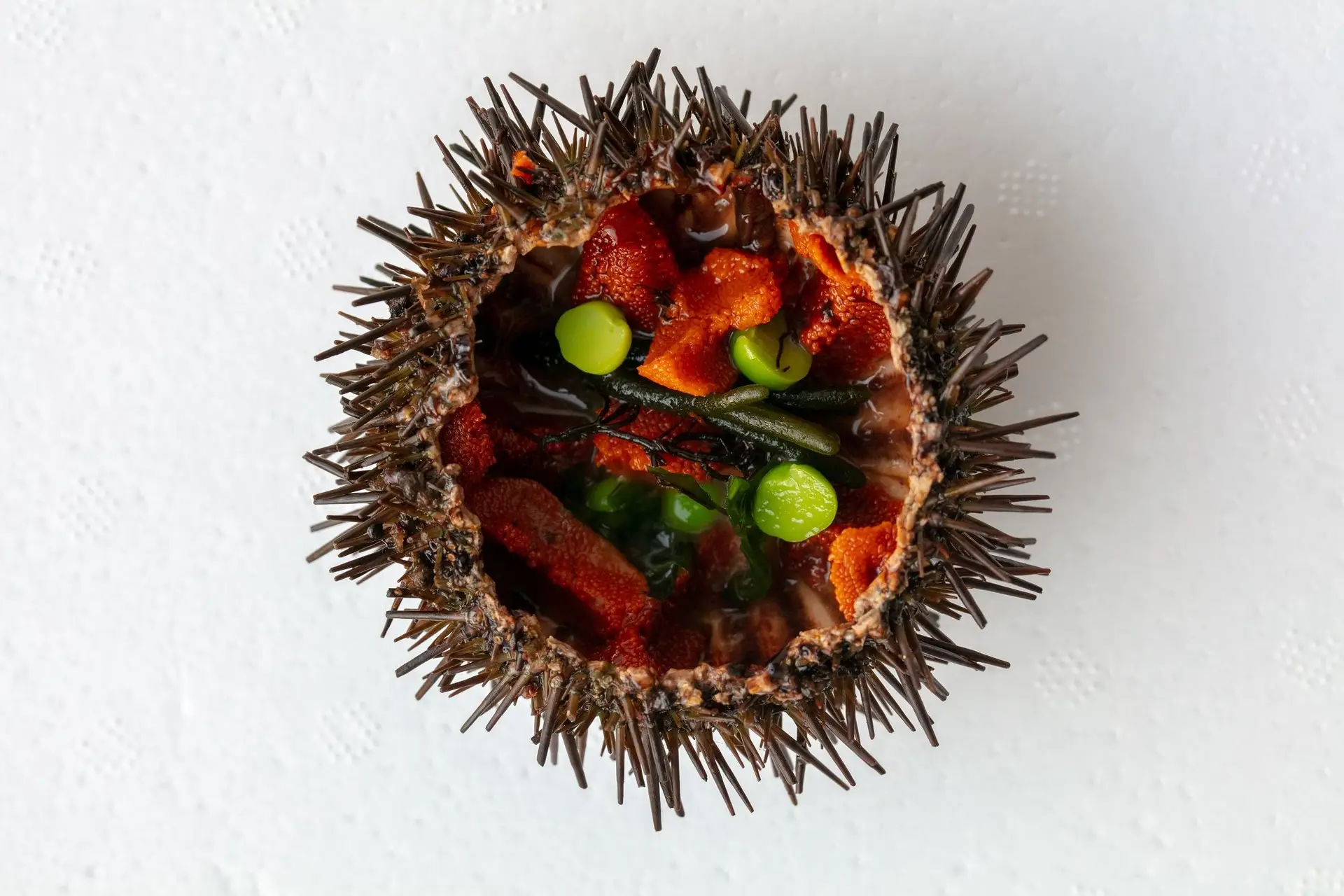 Até abril, ouriços mil na nova Ouriçaria da Ericeira