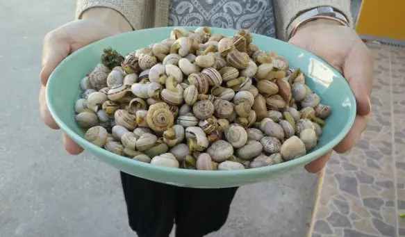 Acabou a espera. Está aberta a época dos caracóis!