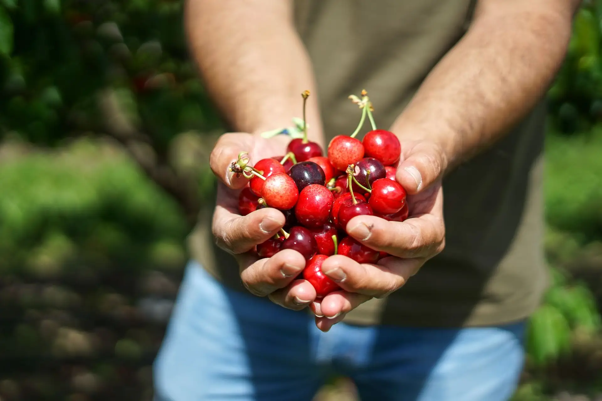 Da Beira Interior para sua casa, as cerejas do Fundão chegam em cabazes, receitas e conversas