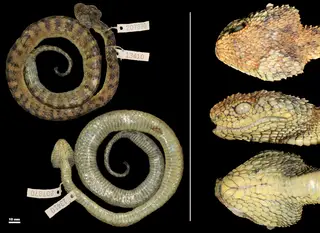 Imagens da serpente Artheris hetfieldi