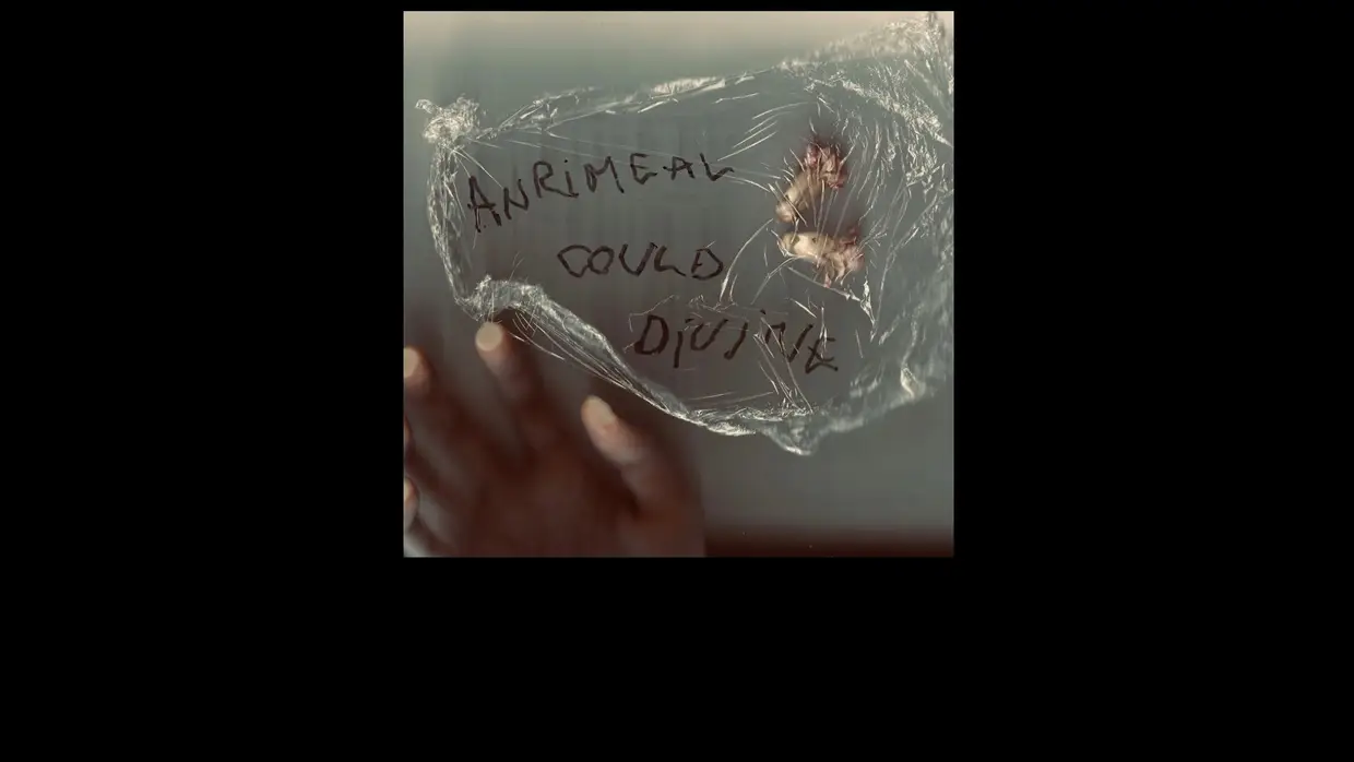 18. Anrimeal – Could Divine