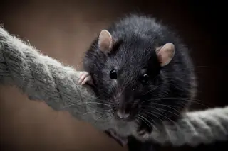 DeepSqueak, o algorítmo que descodifica os guincho dos ratos