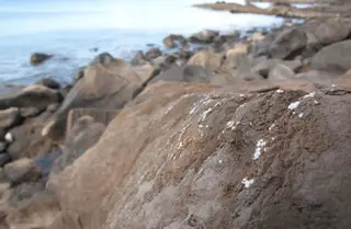 Em três anos o plasticrust expandiu-se e assumiu diferentes cores. Os investigadores do MARE pretendem estender a investigação aos Açores, Canárias e Cabo Verde