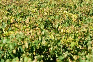 Vinho Verde prepara a rentrée pós-confinamento com nova campanha porque é preciso “brindar ao regresso da cor da esperança”