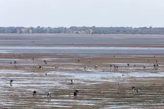 Os criminosos tem menos de um ano para explorar o rio. Segunda-feira é dia de Natal. Às primeiras horas da madrugada, o estuário vai encher-se de pontos luminosos, espécie de pirilampos espalhados ao acaso, concentrados nas imediações da Ponte Vasco da Gama