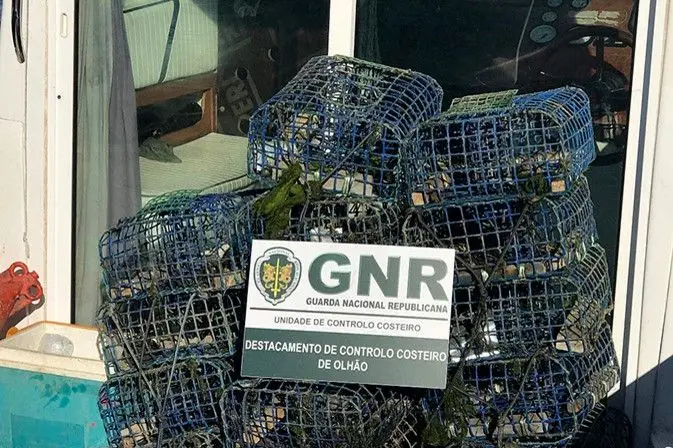 Armadilhas detetadas pela GNR na Ria Formosa no início de 2018. No interior estavam 15 espécimes
