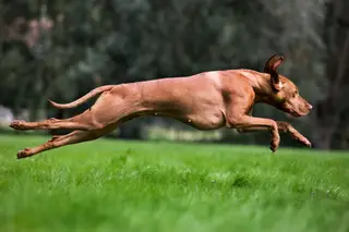 Os cães são mesmo uma ameaça à vida selvagem?