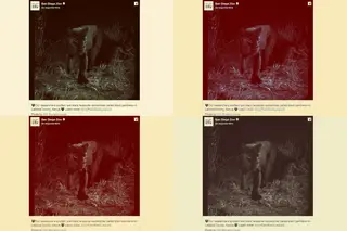 A história do leopardo negro que está a espantar o mundo: “Não há animal mais misterioso, evasivo e bonito que este”