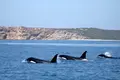 Orcas avistadas no Algarve são ‘turistas sazonais’