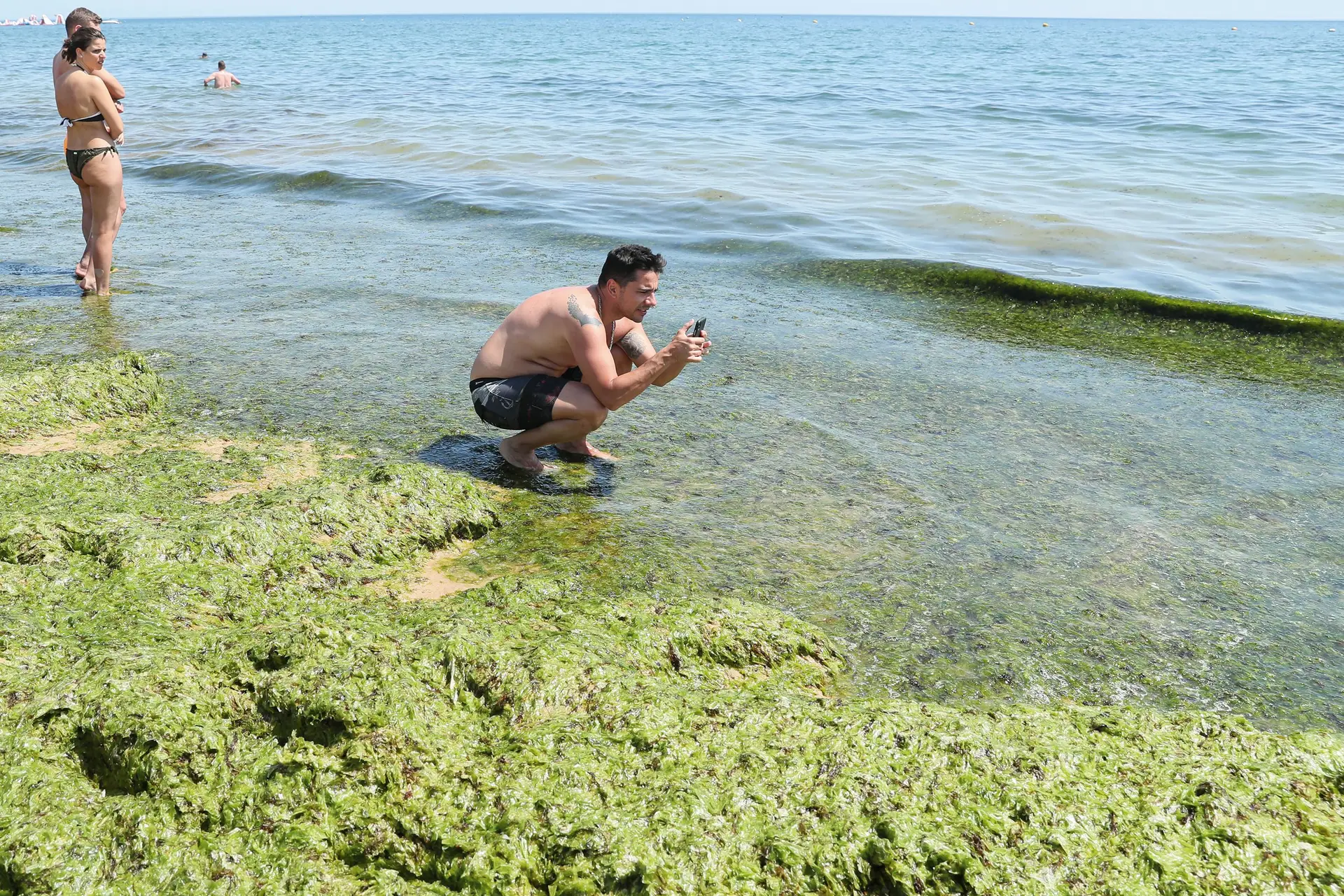 Está preocupado a acumulação de algas nas praias do Algarve Não