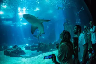 Fundação Oceano Azul lidera chamada para a ação em defesa dos oceanos junto da ONU