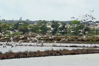 Ambientalistas preparam ações judiciais contra aeroporto do Montijo