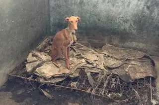 95% dos casos de maus-tratos a animais são arquivados