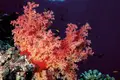 Multa por apanhar coral vermelho vai custar até €5 milhões
