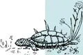 Tartarugas e migrações