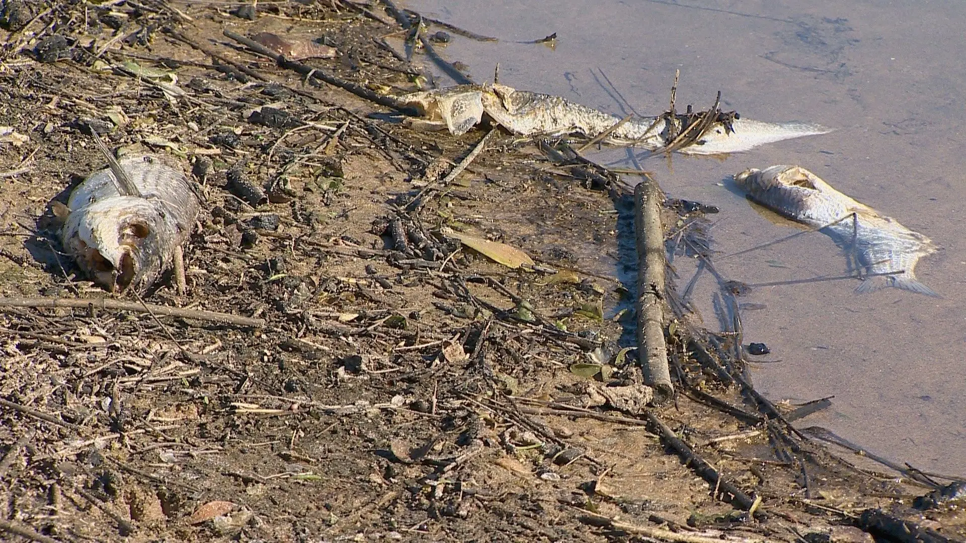 Dezenas De Peixes Aparecem Mortos Nas Margens Do Rio Seixe Em Aljezur