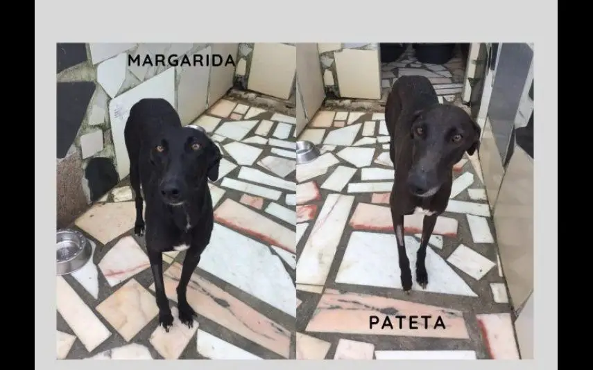 Margaria e Pateta