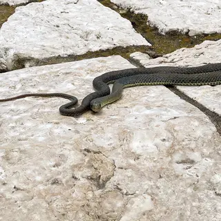 A cobra encontrada por 'A Pipoca Mais Doce' durante passeio em família