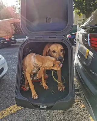 Os cães de Carolina Patrocínio