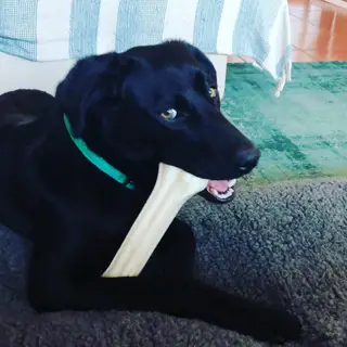 Woodie