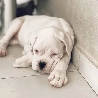 Olivia, o novo elemento da família de Isaurinha Jardim